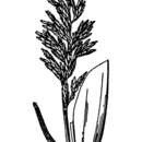 Image of British alkaligrass