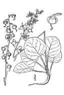 Image de Pyrola asarifolia Michx.