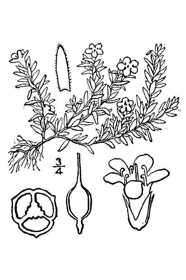 Image of flowering pixiemoss