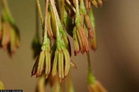 Image of Box Elder