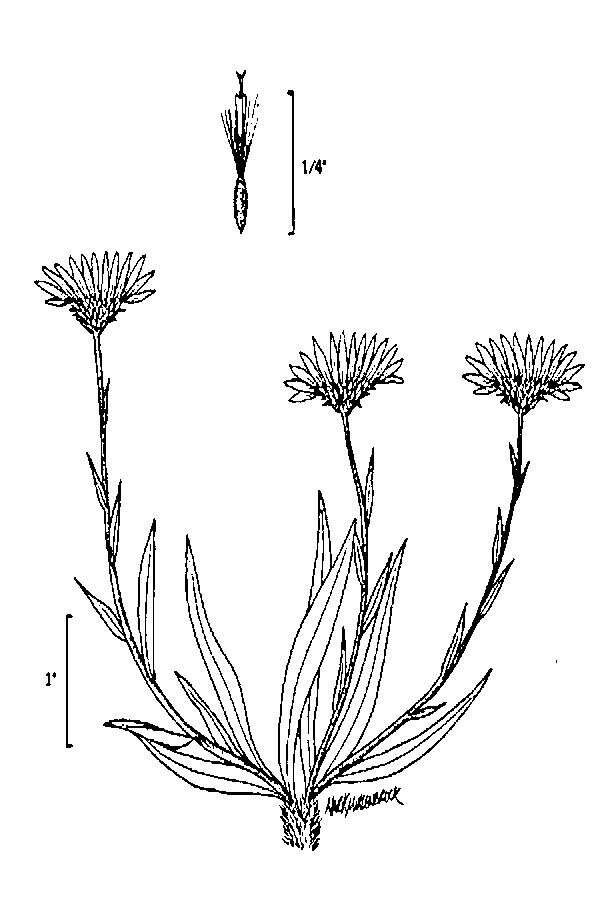 Imagem de Pyrrocoma lanceolata (Hook.) Greene