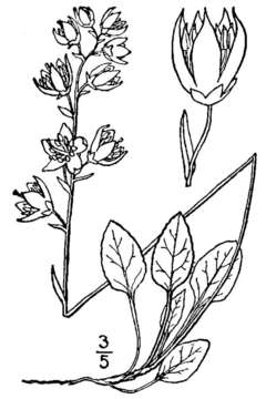 Image of greenflowered wintergreen