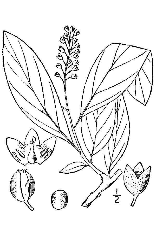 Image de Pyrularia pubera Michx.