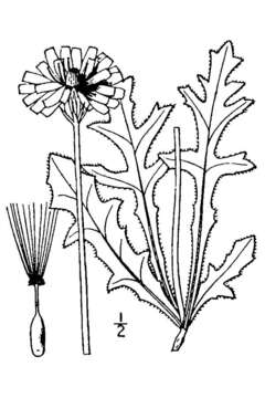 Image of tuberous desert-chicory