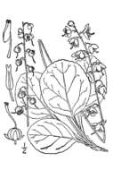 Image of liverleaf wintergreen