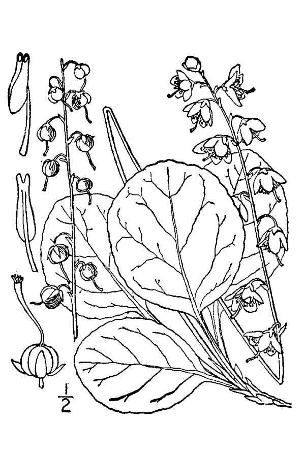 Image of liverleaf wintergreen