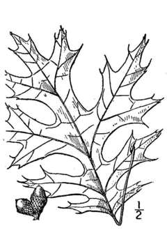 Image of northern pin oak