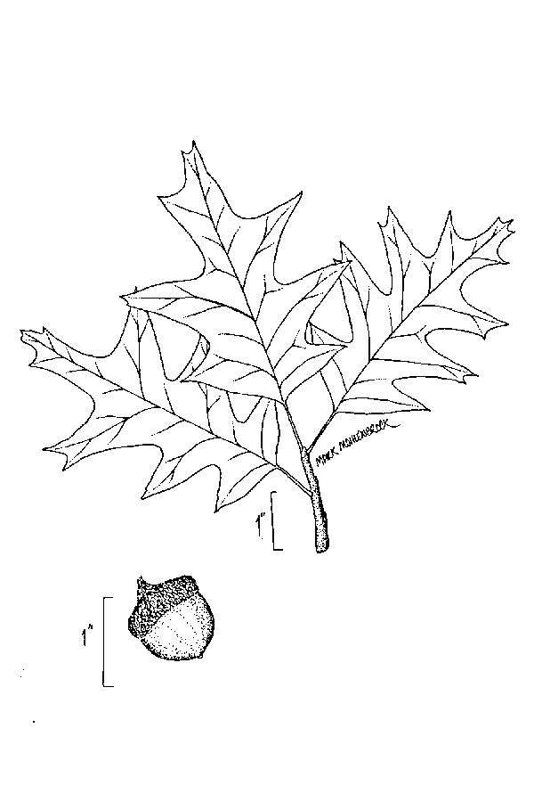 Image of Southern Red Oak