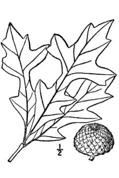 Image of overcup oak