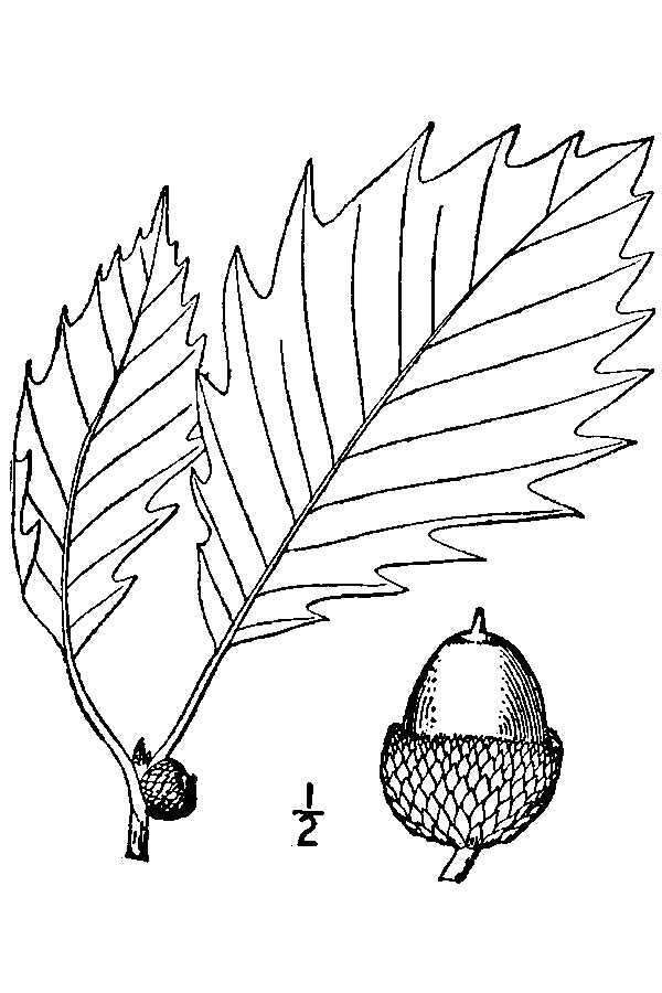 Image of Basket Oak