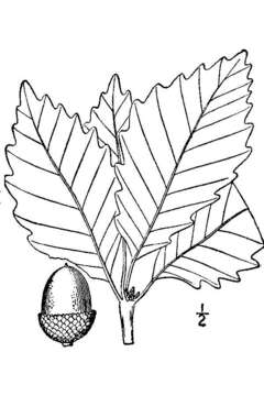 Image of Chestnut Oak