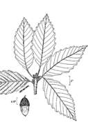 Image of Chestnut Oak