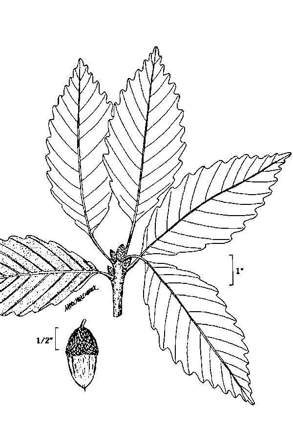 Слика од Quercus montana Willd.