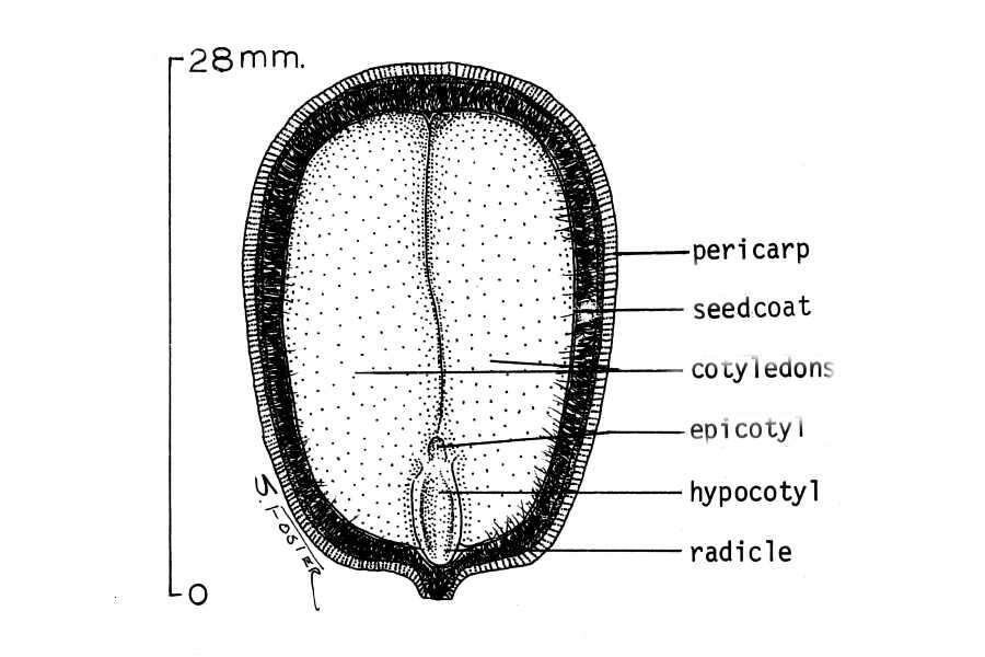 Image of Northern Red Oak