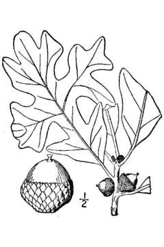 Imagem de Quercus stellata Wangenh.