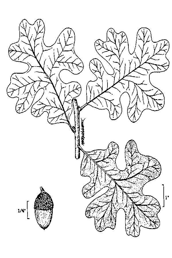 Sivun Quercus stellata Wangenh. kuva