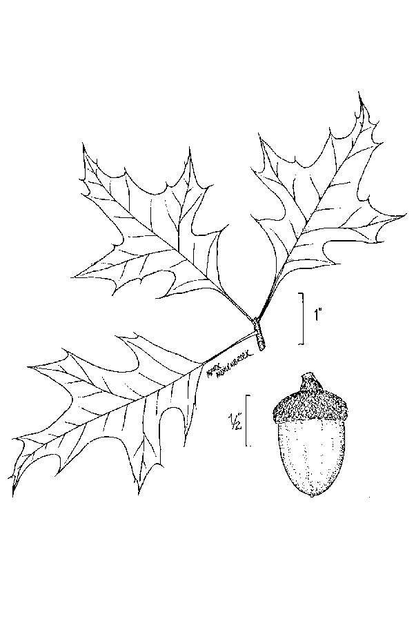 Image of Nuttall Oak