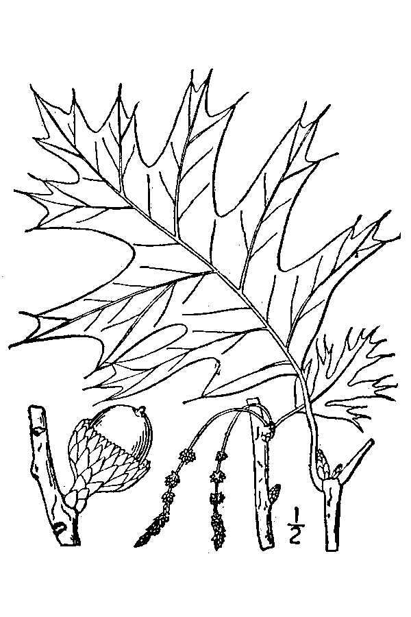 Quercus velutina Lam. resmi