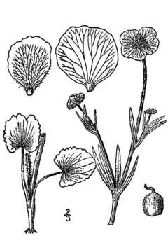 Image of Heart-Leaf Buttercup