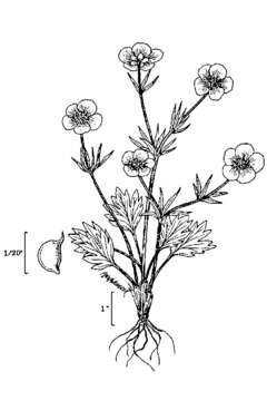 Image of Eschscholtz's buttercup