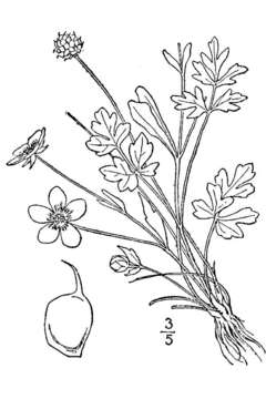 Image of early buttercup