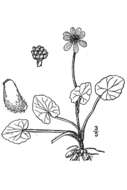 Image of Lesser celandine