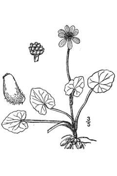 Image of Lesser celandine