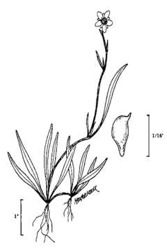 Image of Lesser Spearwort