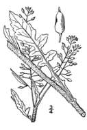 Image of hispid yellowcress