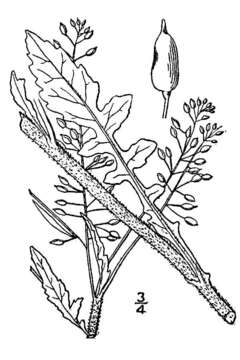 Image of hispid yellowcress