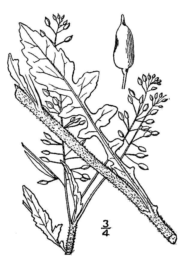 Image of hispid yellowcress