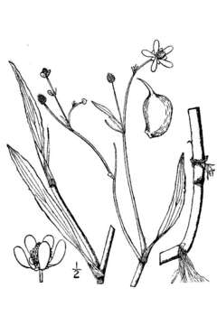 Image of waterplantain spearwort