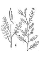 Image of Southern Marsh Yellowcress