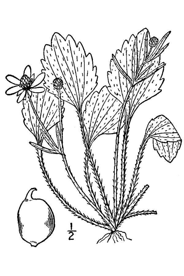 Image of Labrador buttercup