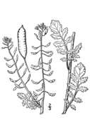 Image of bog yellowcress