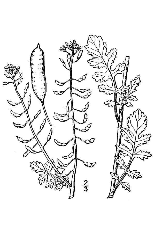 Image of bog yellowcress