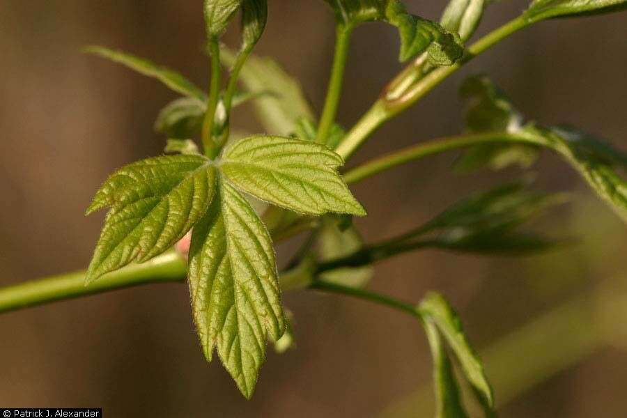 Image of Box Elder