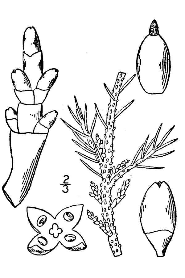 Image de Arceuthobium pusillum M. E. Peck
