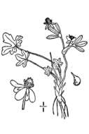 Image of pygmy buttercup