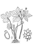 Image of blisterwort