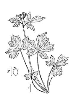 Image of blisterwort