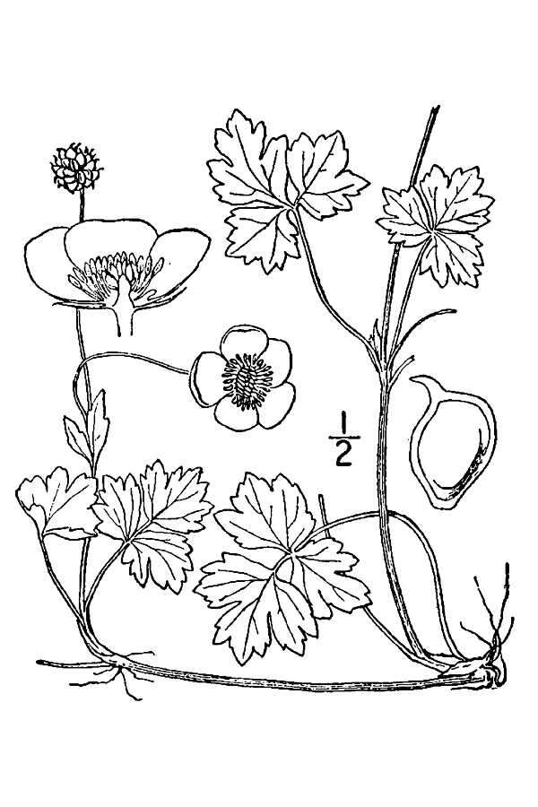 Image of creeping buttercup