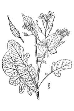 Image of cultivated radish