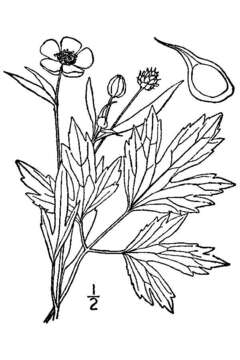 Ranunculus hispidus var. nitidus (Ell.) T. Duncan的圖片