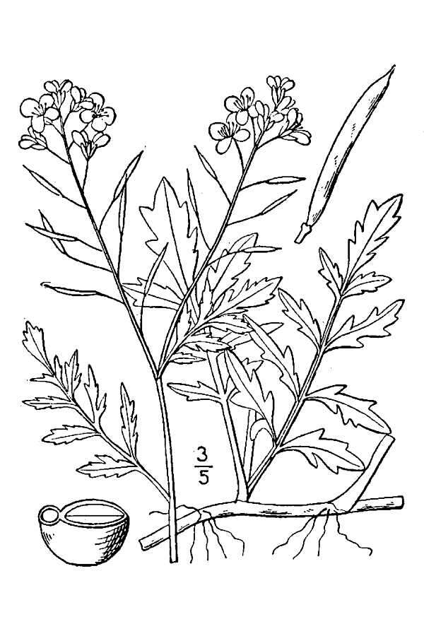 Image of creeping yellowcress