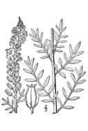 Image of white mignonette