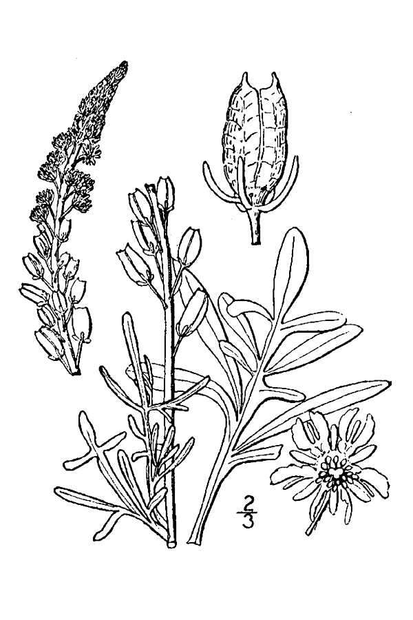 Слика од Reseda lutea L.