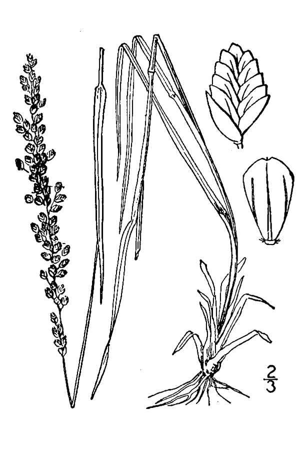 Image of White Fluff Grass