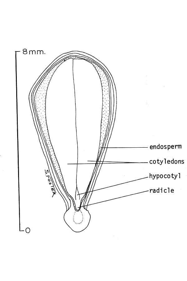 Image de Frangula californica subsp. californica