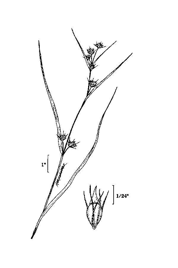 صورة Rhynchospora capitellata (Michx.) Vahl